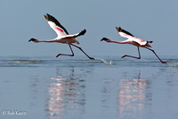 Greater Flamingo liftoff