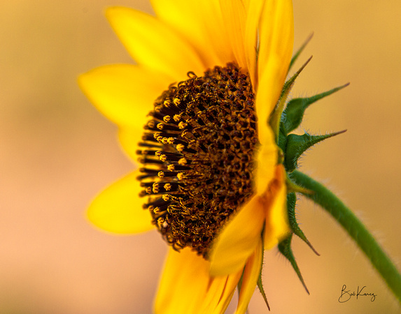 side profile sunflower