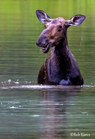 The Smiling Moose!