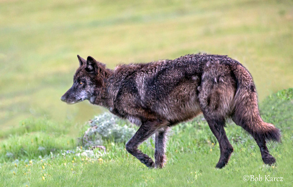 # 889 Female Black Wolf Yellowstone