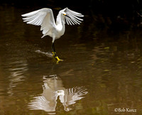 Snowy Egret fishing frenzy