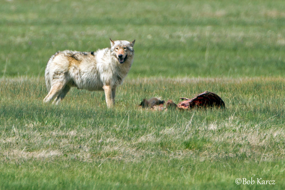 White Wolf feeding on recent Kill