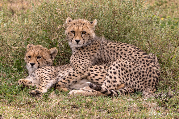 Cheetah cubs waiting for Mom