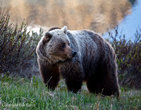Grizzly Sow- Icefield Pkwy