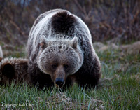 Grizzly Sow- Icefield Pkwy