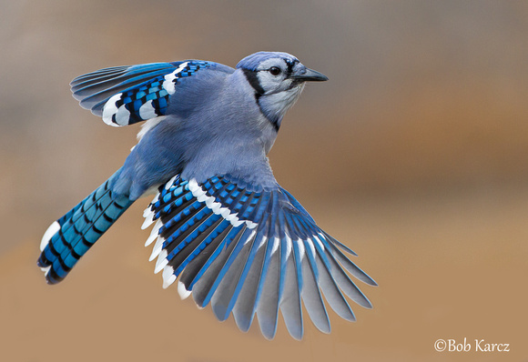 Adult Bluejay in flight
