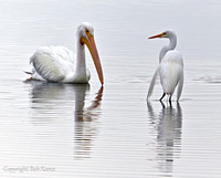 Mutual Admiration- White Pelican and Great Egret
