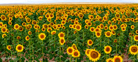 Sunflower Field Eastern plains