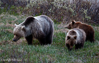 Grizzly Mom & cubs- Icefield Pkwy