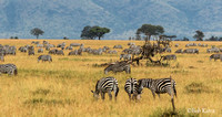 Migratory Zebras