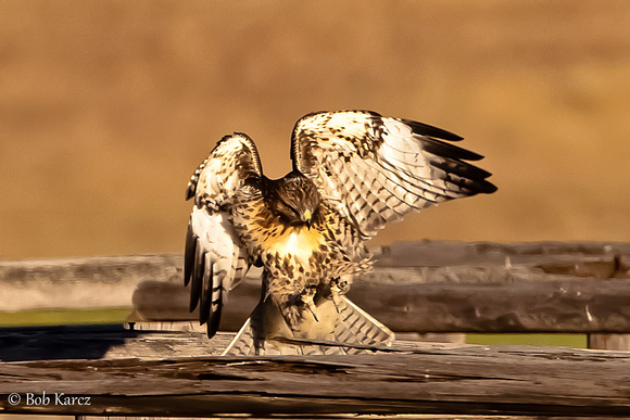 Red Tail hawk Landing