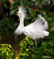 Snowy Egret showing off