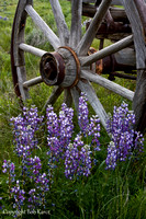 Lupine & wagon Wheel Clovermeadows Ranch