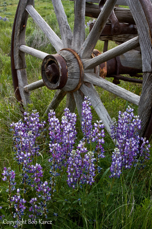 Lupine & wagon Wheel Clovermeadows Ranch