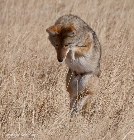 Coyote leap for food