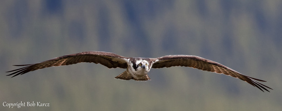 Osprey soaring Icefield Parkway, Alberta