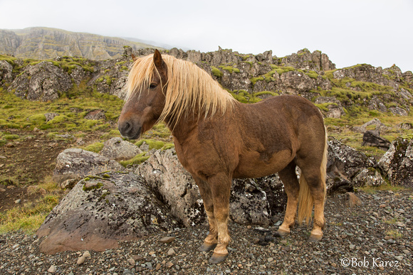 Sturdy Icelandic Horse