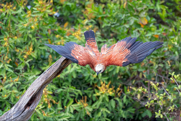 Black-collared Hawk