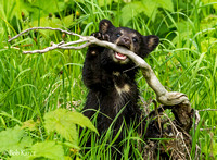 Black Bear Cubs