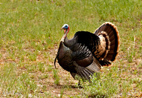 Tom Turkey performing for mate
