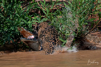 Jaguar taking down 14' Caiman