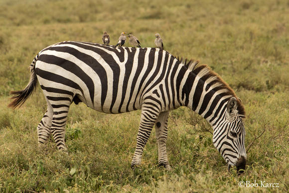 Oxpeckers on Zebra