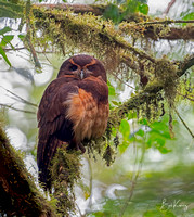 Tawny-browed Owl