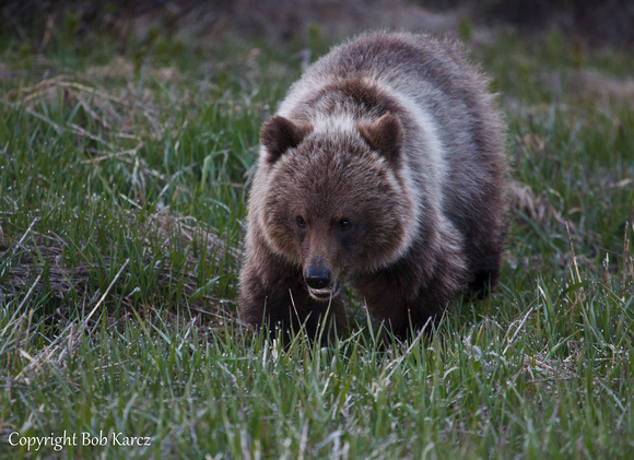 18 month old Grizzly Cubs- Icefield Pkwy