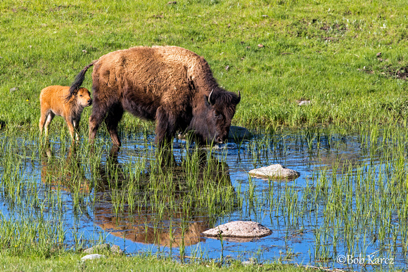 Bison and Red Dog Reflection