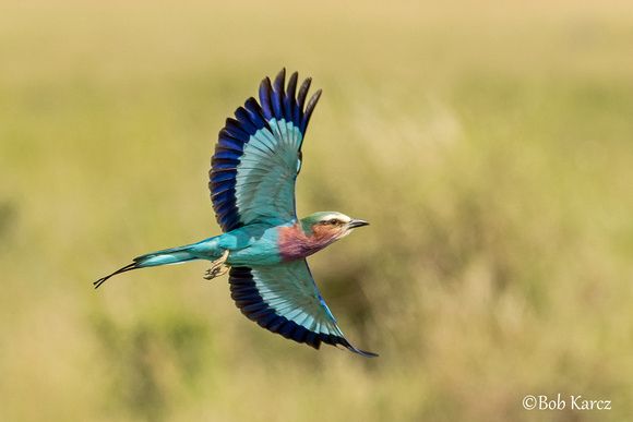 Lilac Breasted-Roller