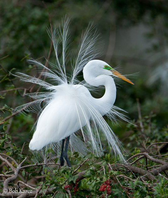 Zenfolio | Bob Karcz Photography | Southwest Florida birds