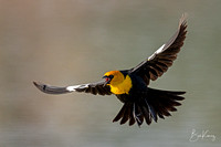 Yellow headed-blackbirds