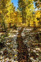 Leaf trail thru the woods