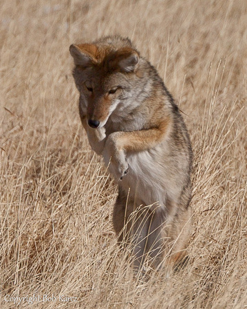 Coyote leap