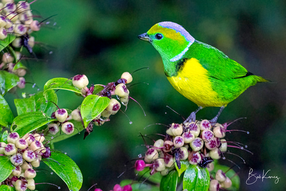 Golden-browed Chlorophonia