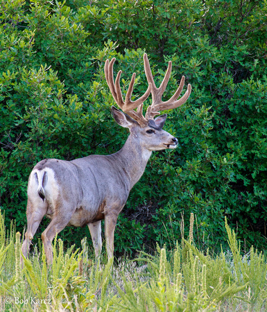 5 x 4 Point Mule Deer Buck