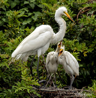 Great Egret Mom with chicks