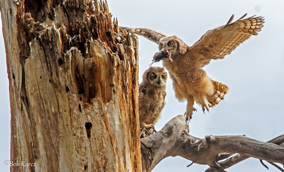Great Horned Owlet with rat