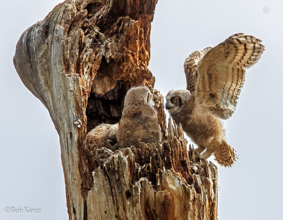 Owlet conference