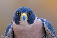 Peregrine Falcon captive