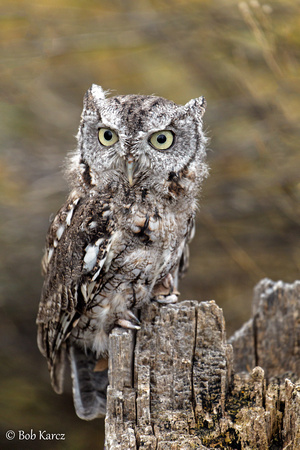 Screech Owl captive