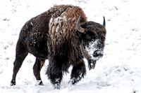 Buffalo in  Colorado