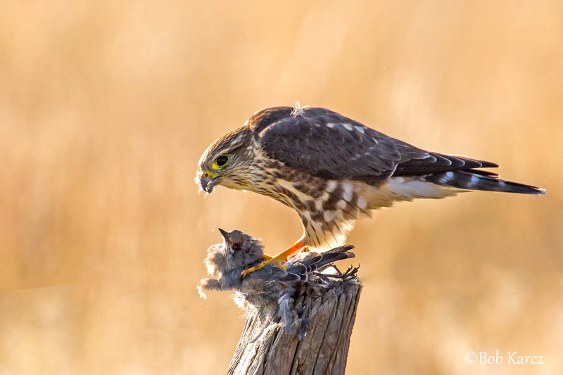 osprey falcon