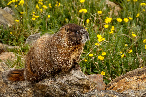Marmot and flowers