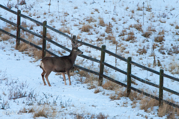 Fence jumping sequence by Mule deer Buck
