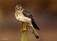 British Columbia Birding