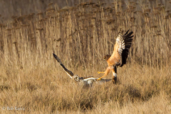 Short Eared Owl and Harrier spat