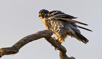 Peregrine Falcon Fluffed up