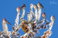 House finches trying to stay warm