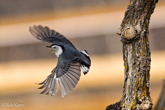 White-breasted Nuthatch takeoff